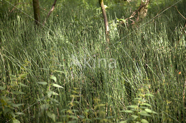 Schaafstro (Equisetum hyemale)