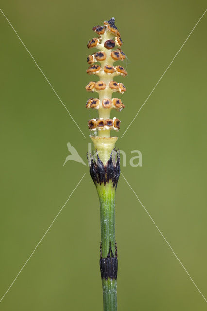 Schaafstro (Equisetum hyemale)