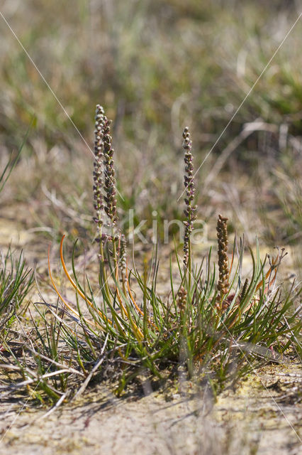 Schorrezoutgras (Triglochin maritima)