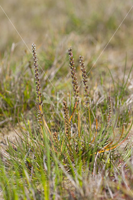 Schorrezoutgras (Triglochin maritima)