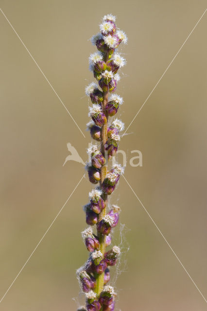 Schorrezoutgras (Triglochin maritima)