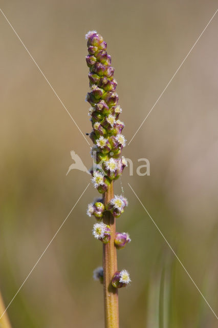 Schorrezoutgras (Triglochin maritima)