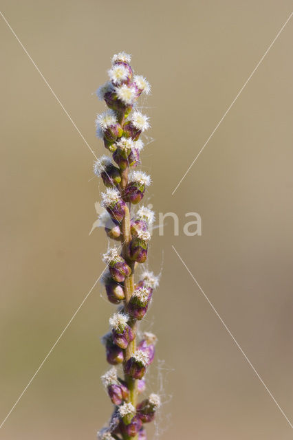 Schorrezoutgras (Triglochin maritima)