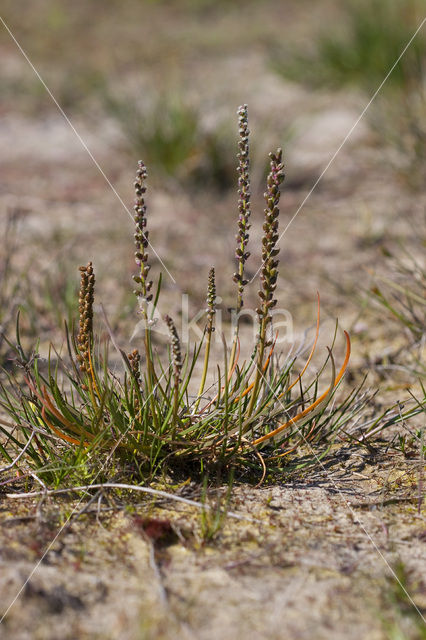 Schorrezoutgras (Triglochin maritima)