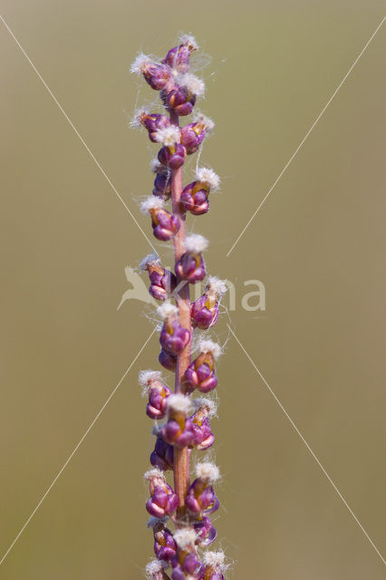 Schorrezoutgras (Triglochin maritima)