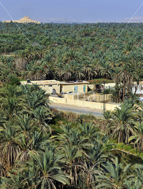 Siwa Oasis