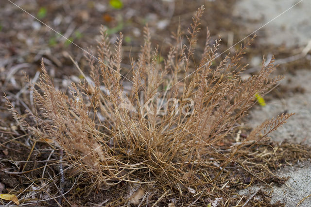 Stijf hardgras (Catapodium rigidum)