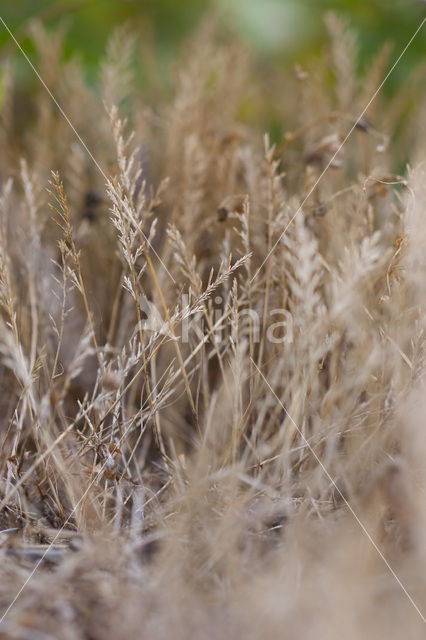 Stijf hardgras (Catapodium rigidum)