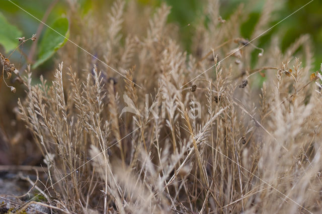 Stijf hardgras (Catapodium rigidum)