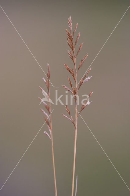 Stijf hardgras (Catapodium rigidum)