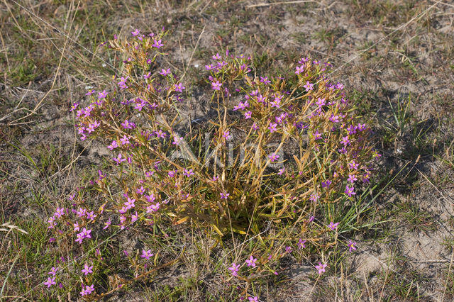 Strandduizendguldenkruid (Centaurium littorale)