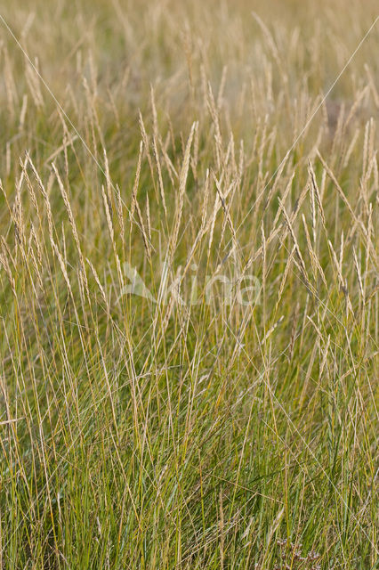 Sea Couch-grass (Elytrigia atherica)