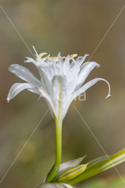 Strandnarcis (Pancratium maritimum)