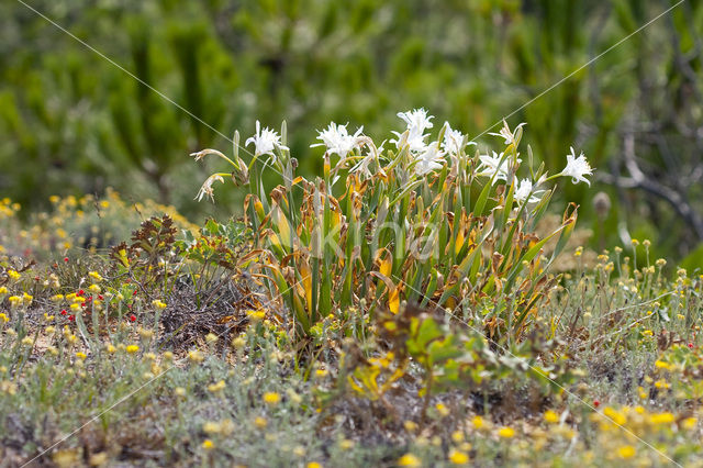 Strandnarcis (Pancratium maritimum)