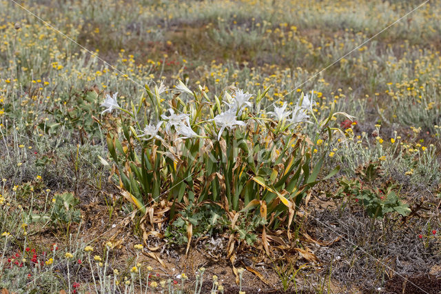 Strandnarcis (Pancratium maritimum)