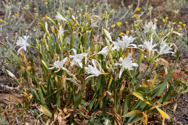 Strandnarcis (Pancratium maritimum)