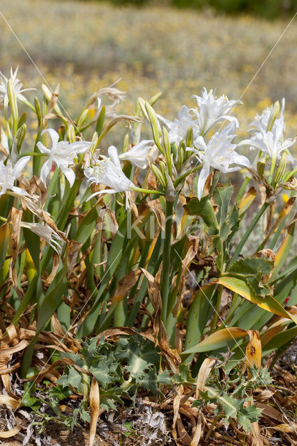 Strandnarcis (Pancratium maritimum)