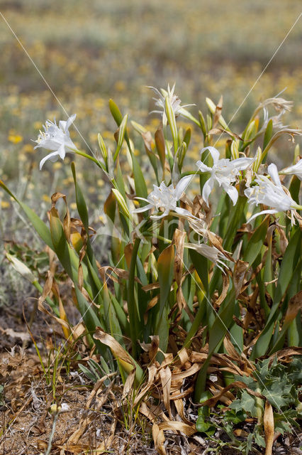 Strandnarcis (Pancratium maritimum)