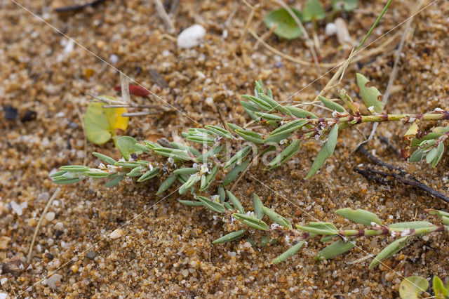 Strandvarkensgras (Polygonum maritimum)