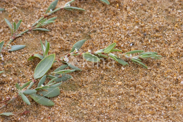 Strandvarkensgras (Polygonum maritimum)