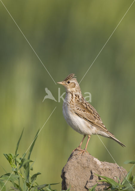 Veldleeuwerik (Alauda arvensis)