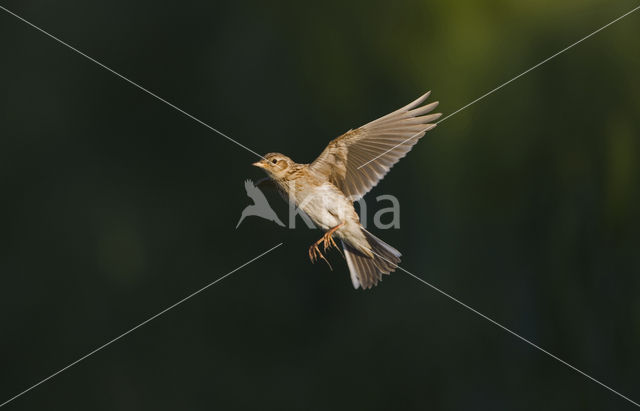 Veldleeuwerik (Alauda arvensis)