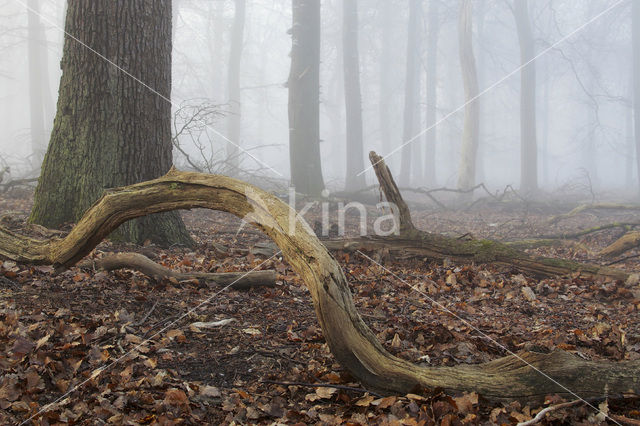 Veluwe