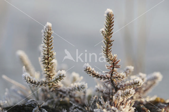 Veluwe