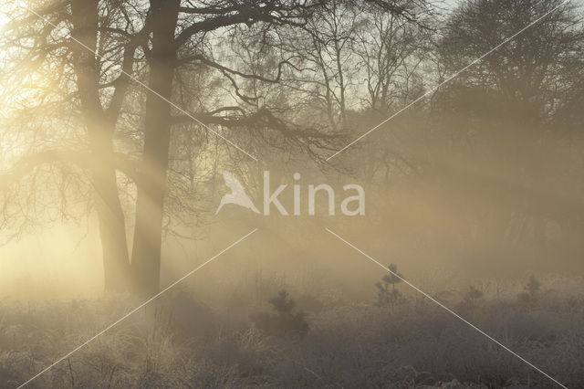 Veluwe