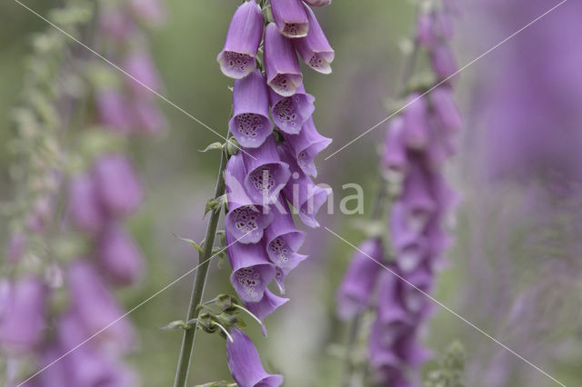 Vingerhoedskruid (Digitalis grandiflora)