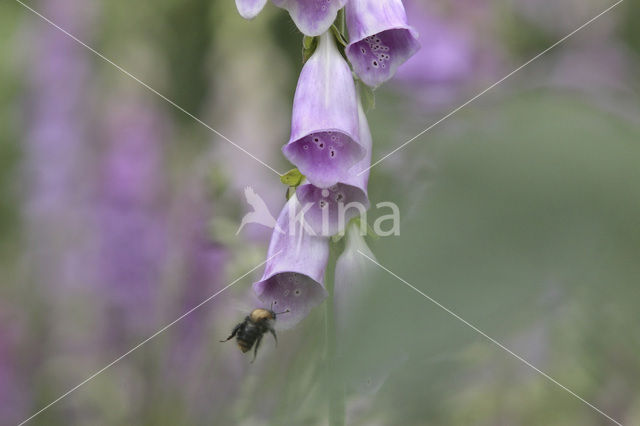 yellow foxglove (Digitalis grandiflora)