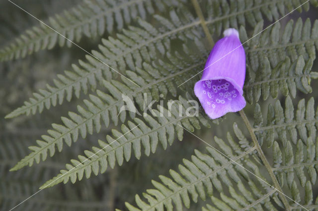 Vingerhoedskruid (Digitalis grandiflora)