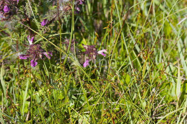 Vlozegge (Carex pulicaris)