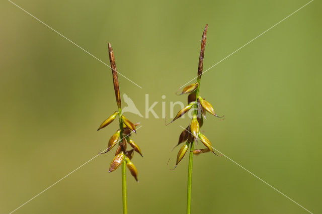 Vlozegge (Carex pulicaris)