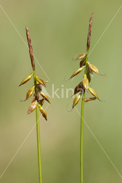 Vlozegge (Carex pulicaris)