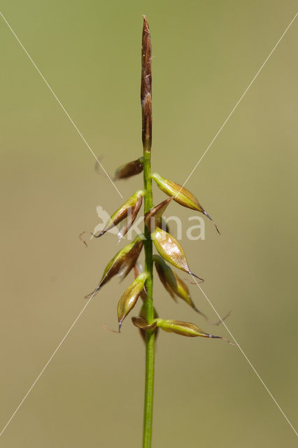 Flea Sedge (Carex pulicaris)