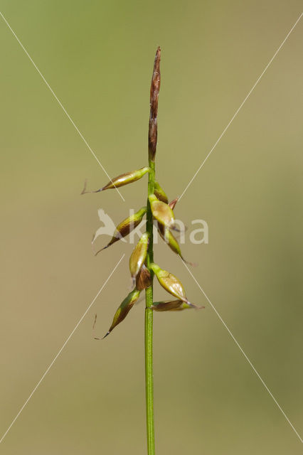 Vlozegge (Carex pulicaris)