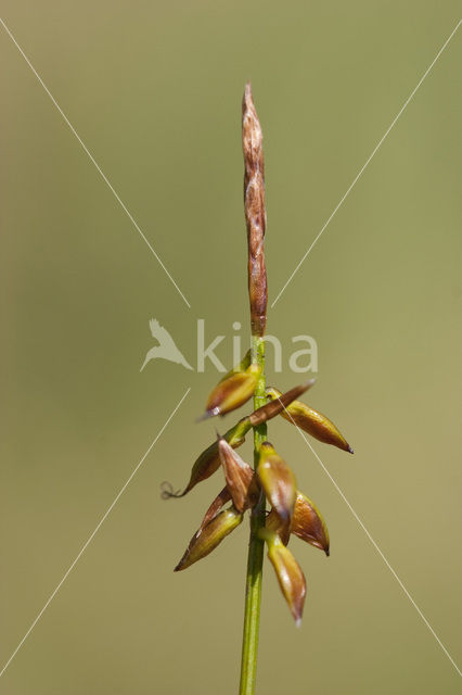 Vlozegge (Carex pulicaris)