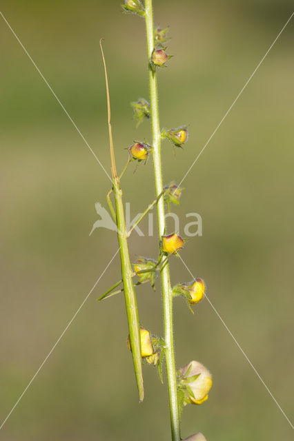 Wandelende tak (Clonopsis gallica)