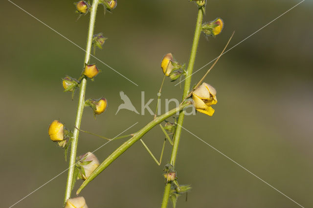 Wandelende tak (Clonopsis gallica)