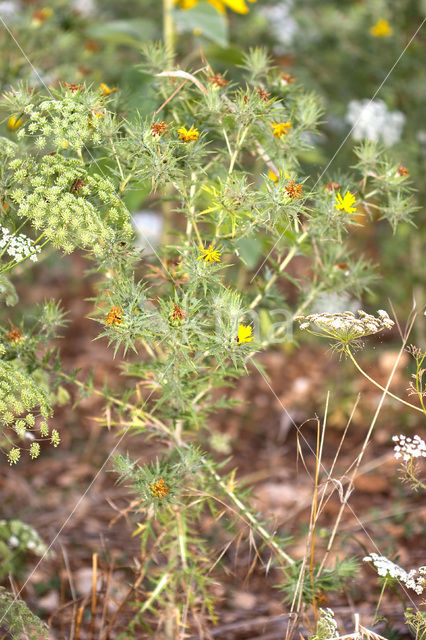 Wollige saffloer (Carthamus lanatus)