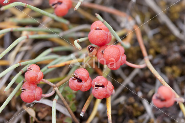 Zeedruif (Ephedra distachya)