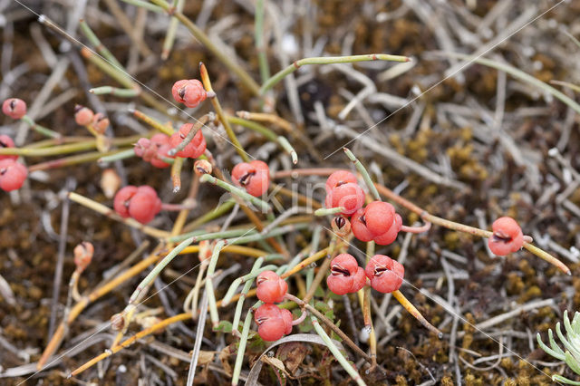 Zeedruif (Ephedra distachya)