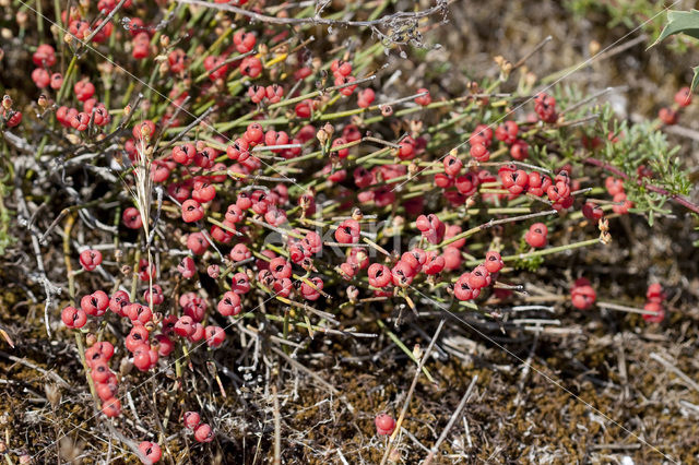 Zeedruif (Ephedra distachya)