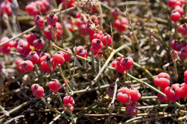 Zeedruif (Ephedra distachya)