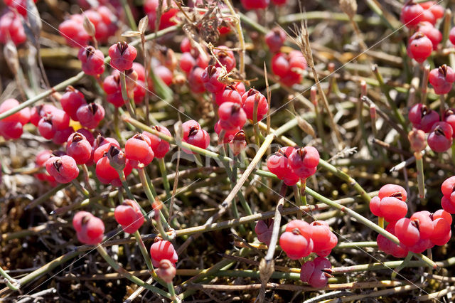 Zeedruif (Ephedra distachya)