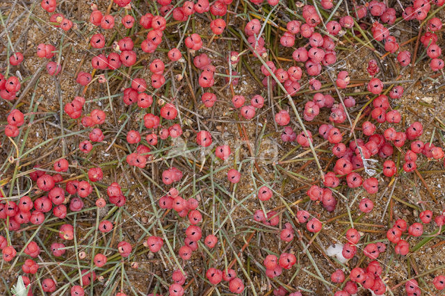 Zeedruif (Ephedra distachya)