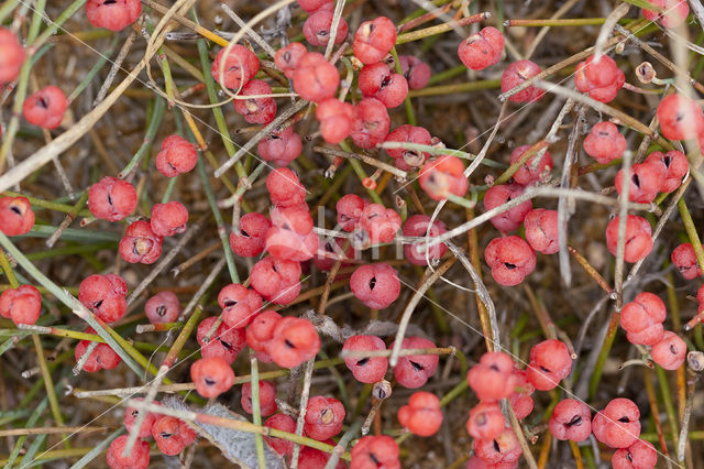 Zeedruif (Ephedra distachya)