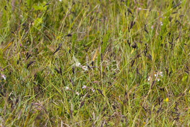 Zeegroene zegge (Carex flacca)