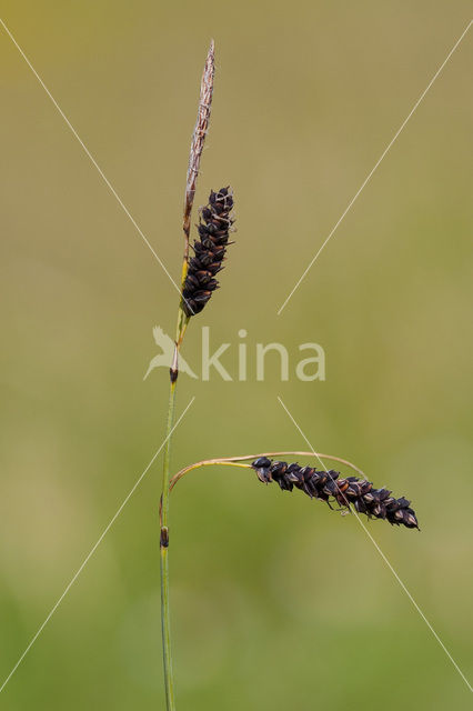 Zeegroene zegge (Carex flacca)